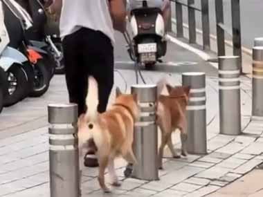 ２匹のイヌが歩道を歩いていた。日常にちょっとした楽しみを♪ → ２匹のお散歩はこちらです…