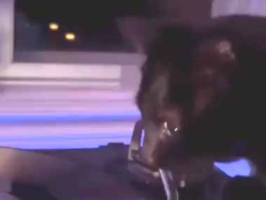 ネコ飼いが「レコード」をかけていた。そこに猫がやってきた → 猫、ＤＪでした…