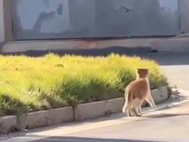 １匹の子猫が路上にいた。今日はちょっぴりポカポカだ♪ → 天気が良いと子猫もこうなります…