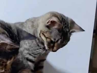 ネコが机の上からペンを落とそうとする。私が手を広げて待ち構える → さすが、猫ですね…