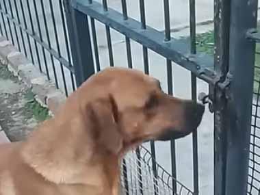 うちの犬がフェンス扉の前にやってきた。こうして、こうする♪ → 賢い脱走犬はこちらです…