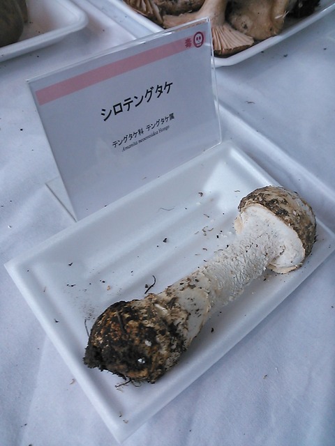 NCM_4959
