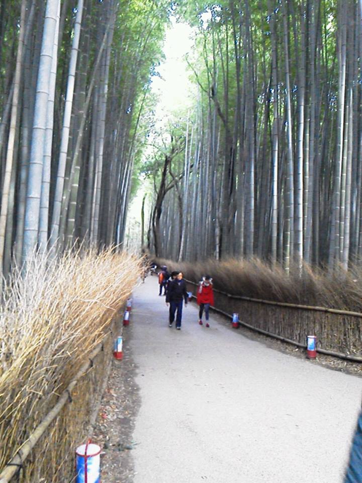 新婚旅行 京都嵯峨野にある 竹林の道 を散策 Free Style フリースタイル 新婚旅行 京都嵯峨野にある 竹林の道 を散策 Free Style フリースタイル