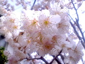 2015.3/18����˷