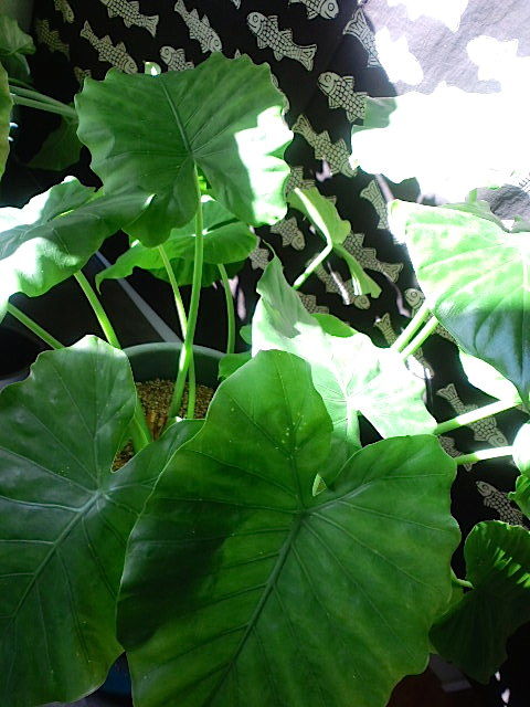 観葉植物の葉脈 山福朱実 べむべろ通信 観葉植物の葉脈 山福朱実 べむべろ通信