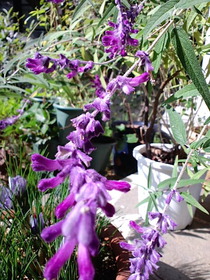 �ᥭ�����󥻡���