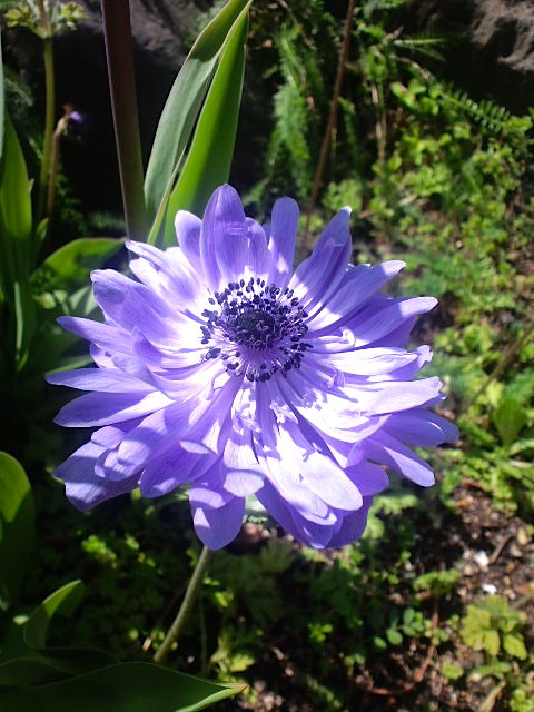 アネモネ花壇 山福朱実 べむべろ通信