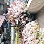 ¥¸¥ã¥¹¥ß¥ó