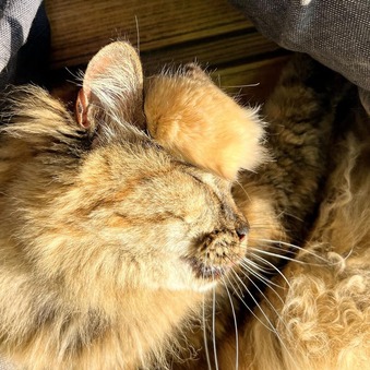 ���̥��ˡ���