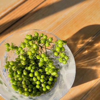 パクチーのタネ