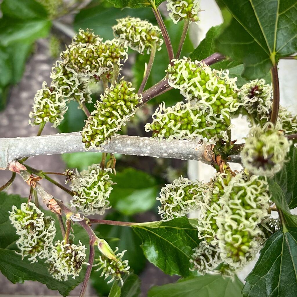 マルベリーの花 山福朱実 べむべろ通信