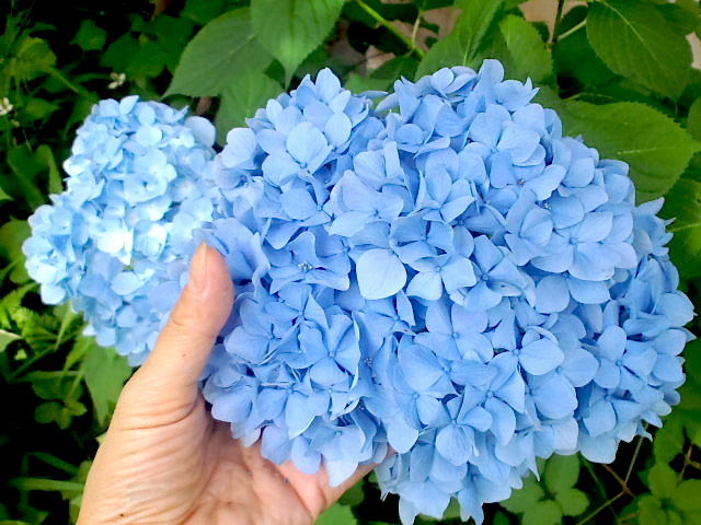 紫陽花の切り花 山福朱実 べむべろ通信