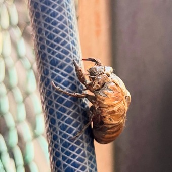 ���ȴ����