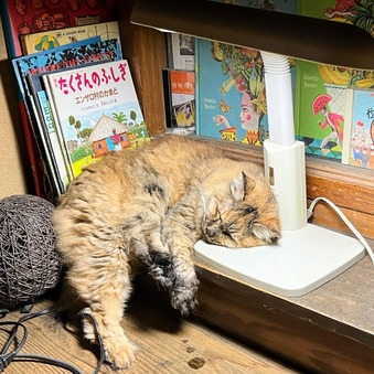 タヌソニード
