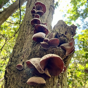 ¥¥¯¥é¥²¥Þ¥ó¥·¥ç¥ó