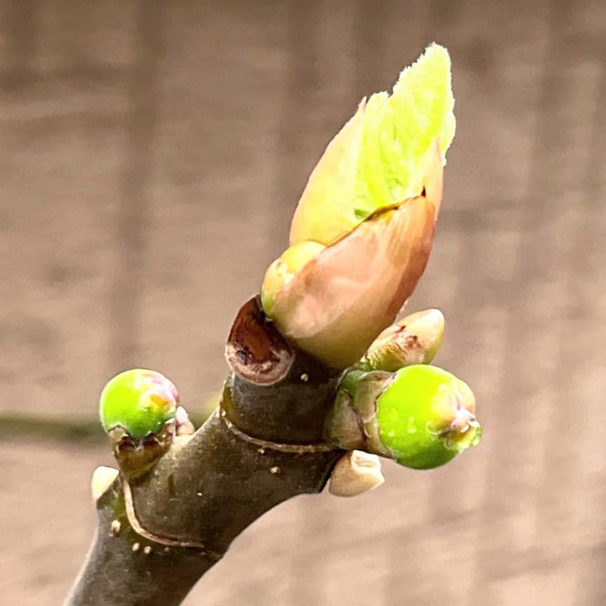 無花果の赤ちゃん 山福朱実 べむべろ通信