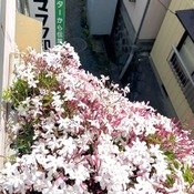 ¥¸¥ã¥¹¥ß¥ó