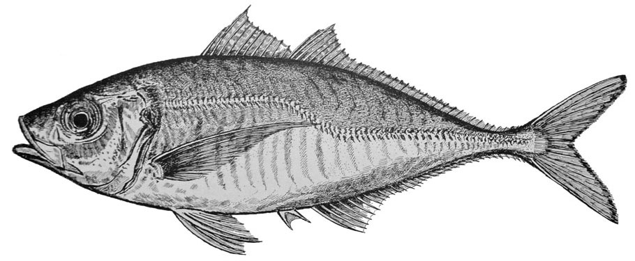 兄の魚 山福朱実 べむべろ通信 兄の魚 山福朱実 べむべろ通信