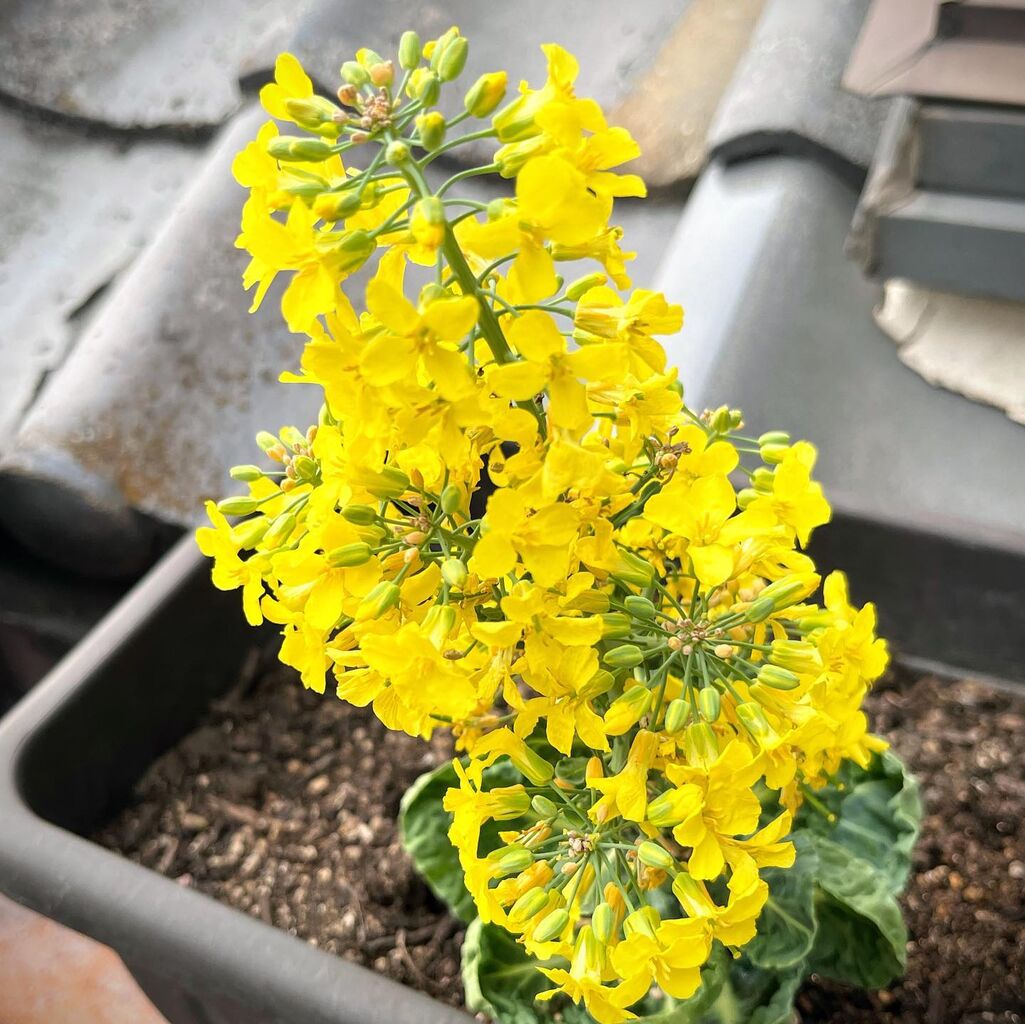 芽キャベツ菜花 山福朱実 べむべろ通信