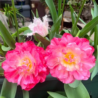 ���֥륷�奬��