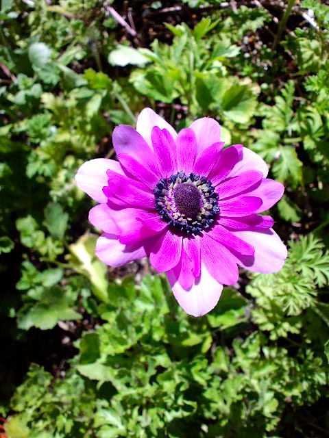 アネモネ花壇 山福朱実 べむべろ通信 アネモネ花壇 山福朱実 べむべろ通信