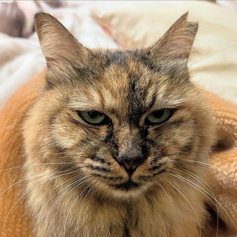 ���̥��ˡ���