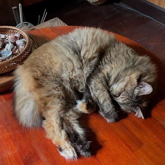 ���̥��ˡ���