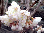 2015.3/16 ����˷