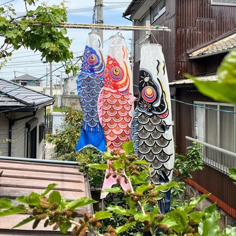鯉のぼり