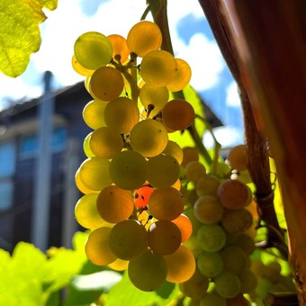 �ǥ饦����