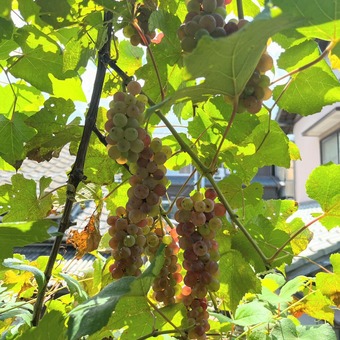 �ǥ饦����