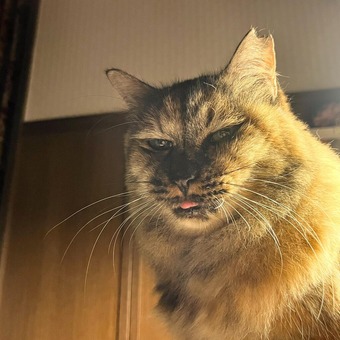 ÌÀÊý¤Î¥¿¥Ì¥½¥Ë¡¼¥É