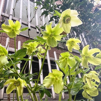 �����������