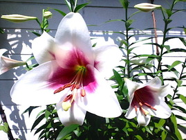 �ȥ饤����ե�����