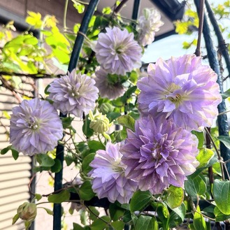 ��ꥪ����