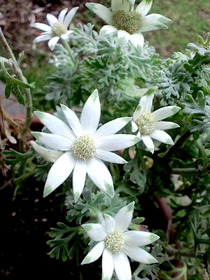 �ե��ͥ�ե�