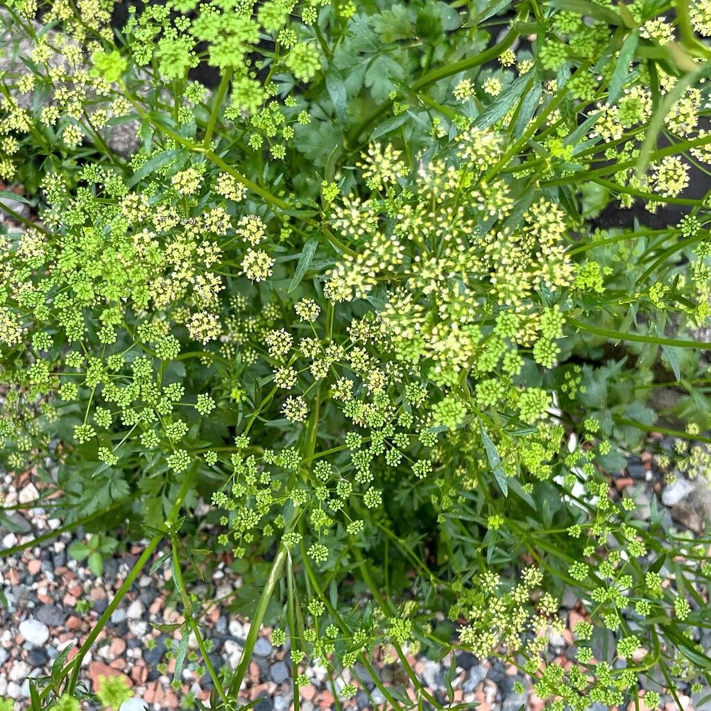 イタリアンパセリの花 山福朱実 べむべろ通信