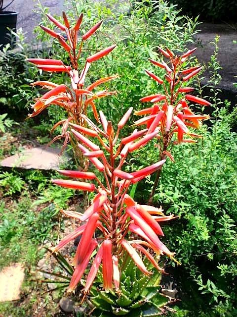 アロエの花 山福朱実 べむべろ通信