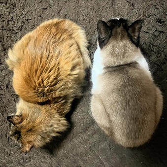 ���̥��ץ��