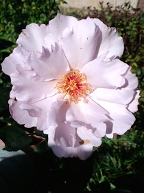 �����塼����������ꥢ