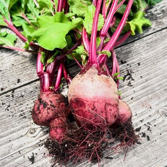 サラダビーツ