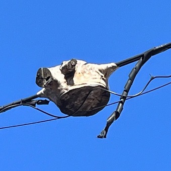 ÅÅÀþ¤ò¼è¤ê¹þ¤ó¤ÀÌÚ