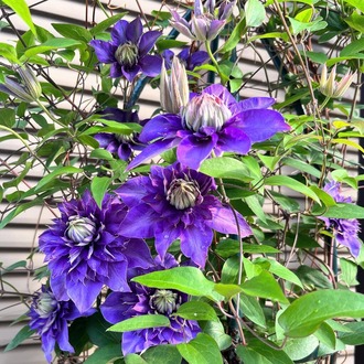 ����ޥ�������������