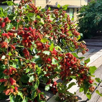 屋根上マルベリー