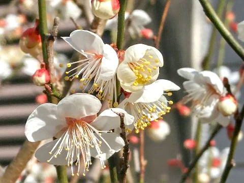 小梅の花 山福朱実 べむべろ通信
