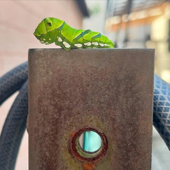 赤ちゃんアゲハ