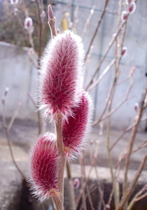 ����ǭ��