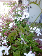 ���㥹�ߥ�