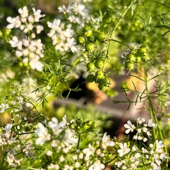 コリアンダーシード