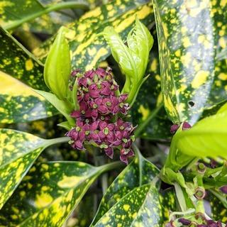 �����ꥢ����